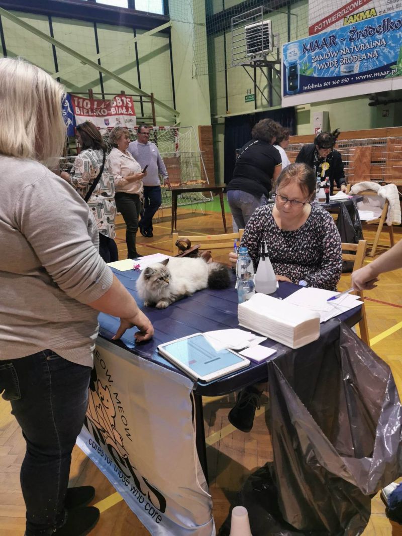 Lilly wystawa Bielsko B 7