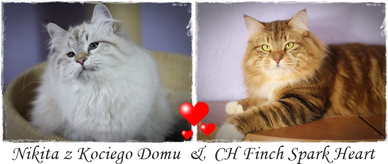 serce Nikita i Finch