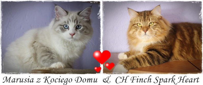serce Marusia i Finch